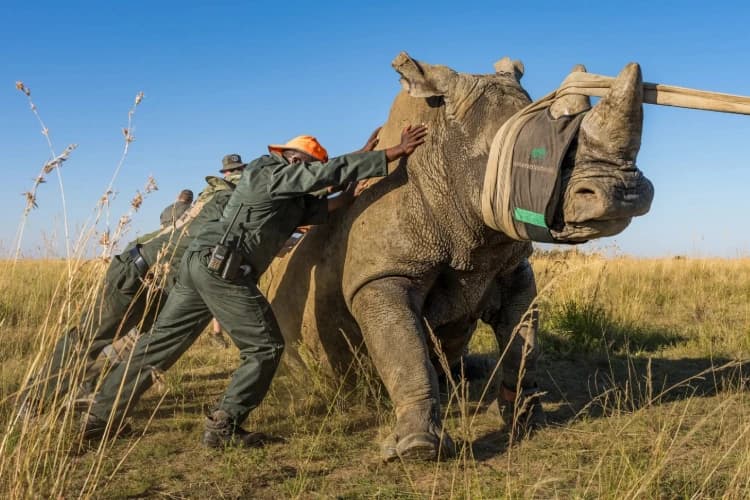 Wildlife Protection