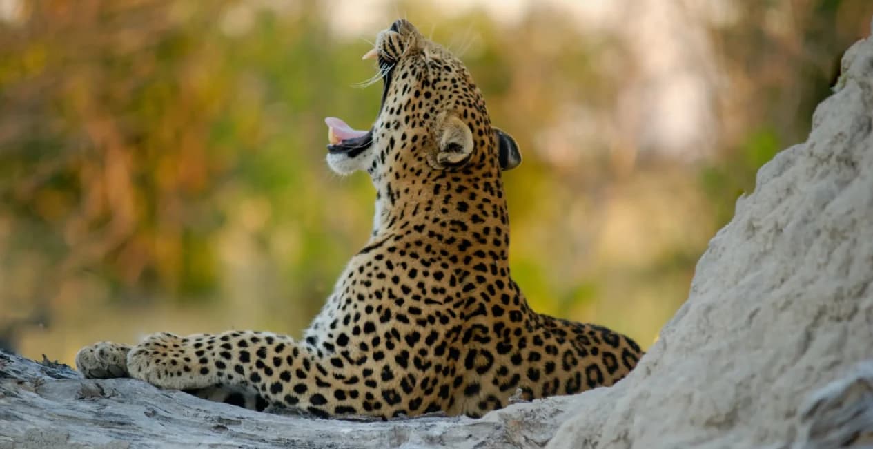 Okavango Delta & Moremi – 7 Days 6 Nights