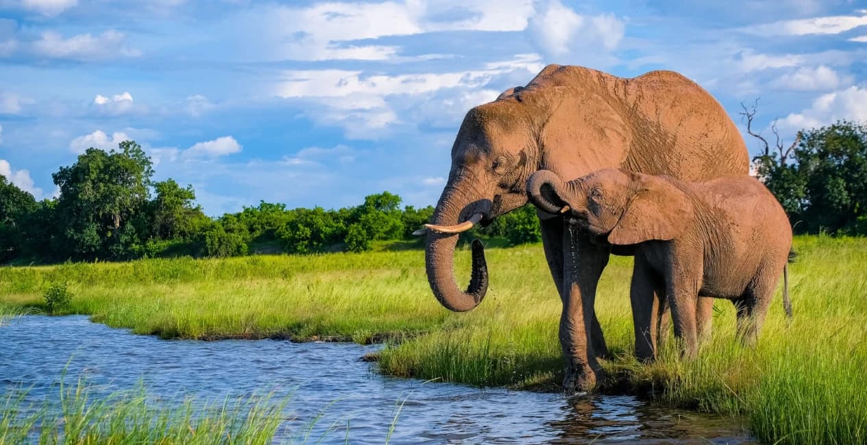 Okavango Delta & Chobe 6 Days / 5 Nights