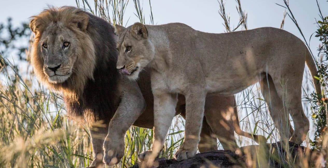 3 Night Chobe Safari Packages