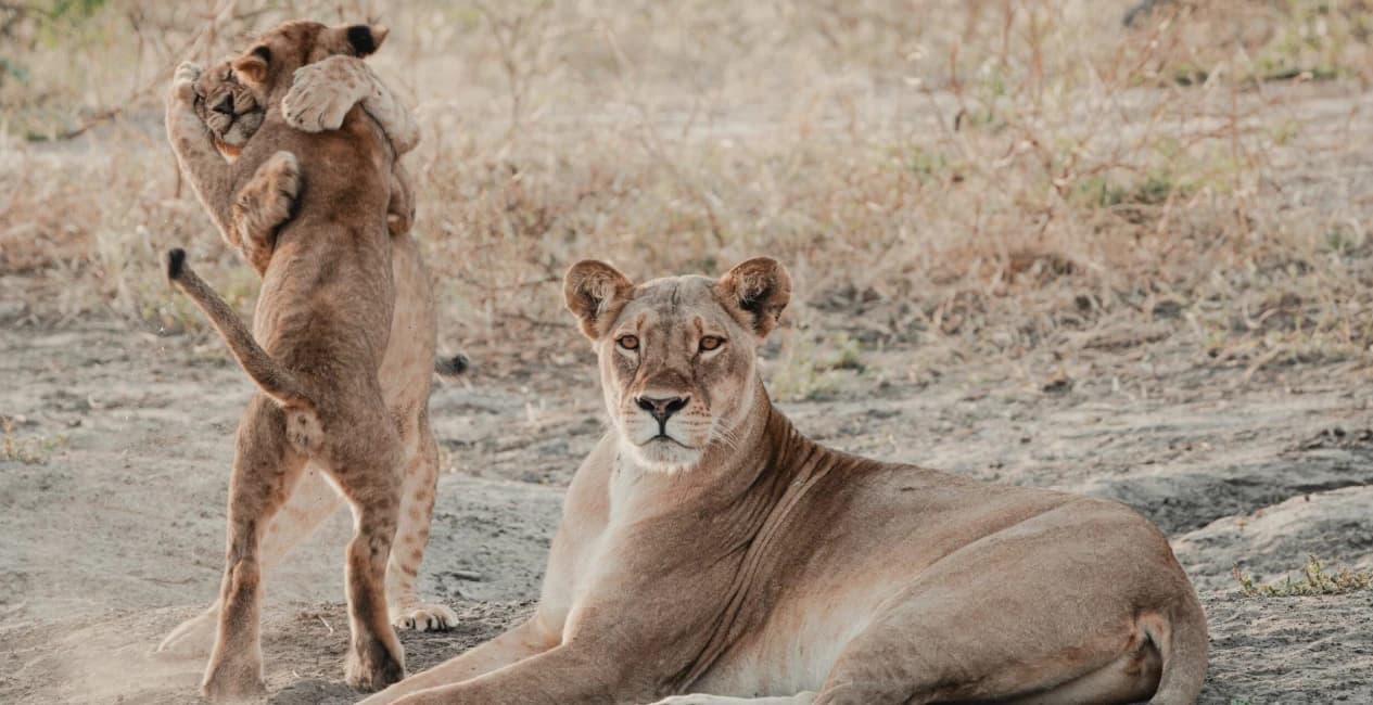 Three Rivers Safari – Victoria Falls, Chobe, Okavango