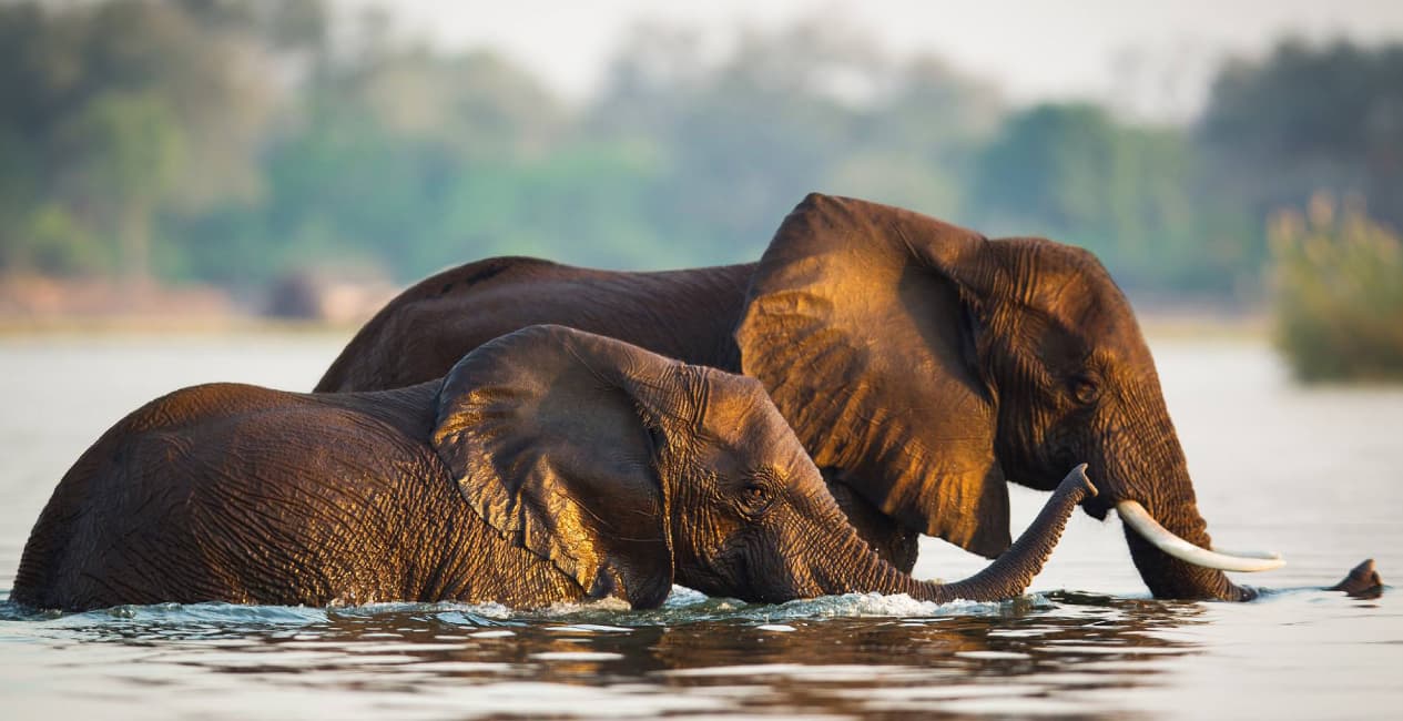 Ultimate Southern Africa – Cape Town, Kruger, Livingstone, Okavango