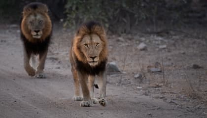 Shishangeni Big Five drives