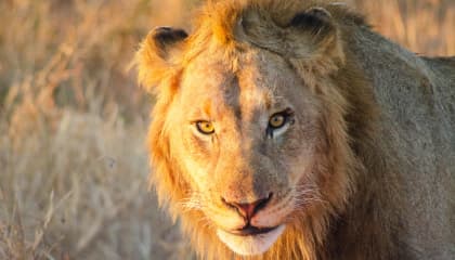 Kruger Safari Encounters
