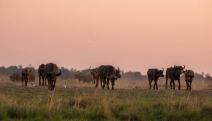 Chobe Wildlife Concentration