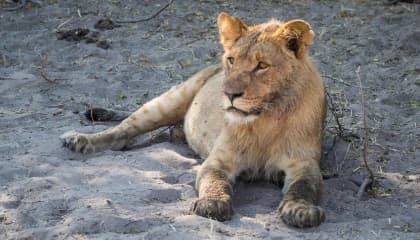 Chobe Wildlife Viewing by Land and Water