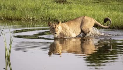 Okavango Delta Water Safaris