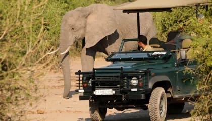 Elephant-Rich Game Drives