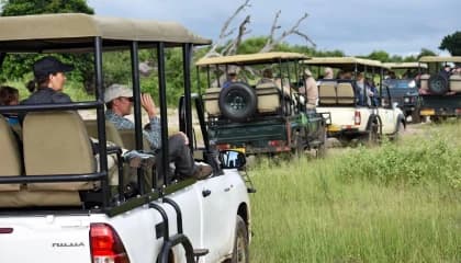 Guided Chobe Game Drives