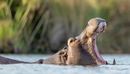 Okavango Delta Mokoro Safari