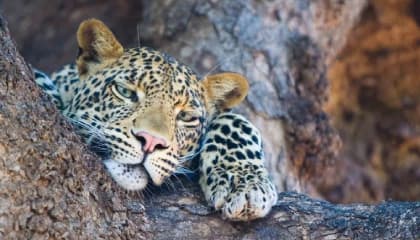 Okavango Delta Wilderness