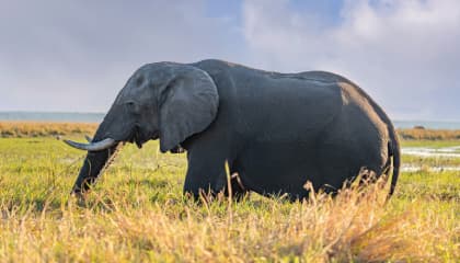 Morning Wildlife Drive Experience