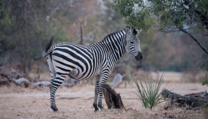 Mosi-oa-Tunya Wildlife Drive
