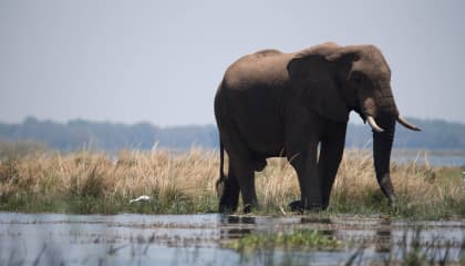 Zambezi River Cruise Experience