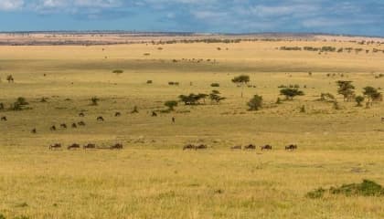 Serengeti plains