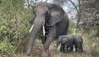 Tarangire’s elephant corridor