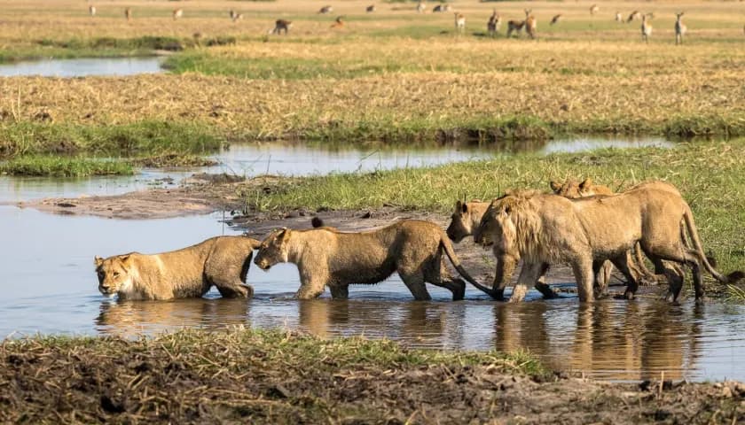 Chobe River Wildlife Experience