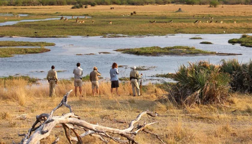 Guided Walking Safari Experience
