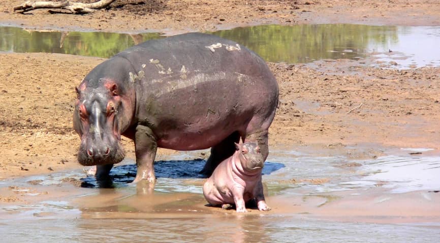 Wildlife And Culture Encounters