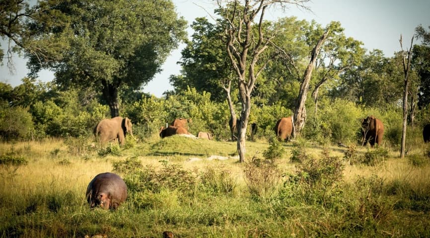 Mosi-Oa-Tunya Morning Game Drive