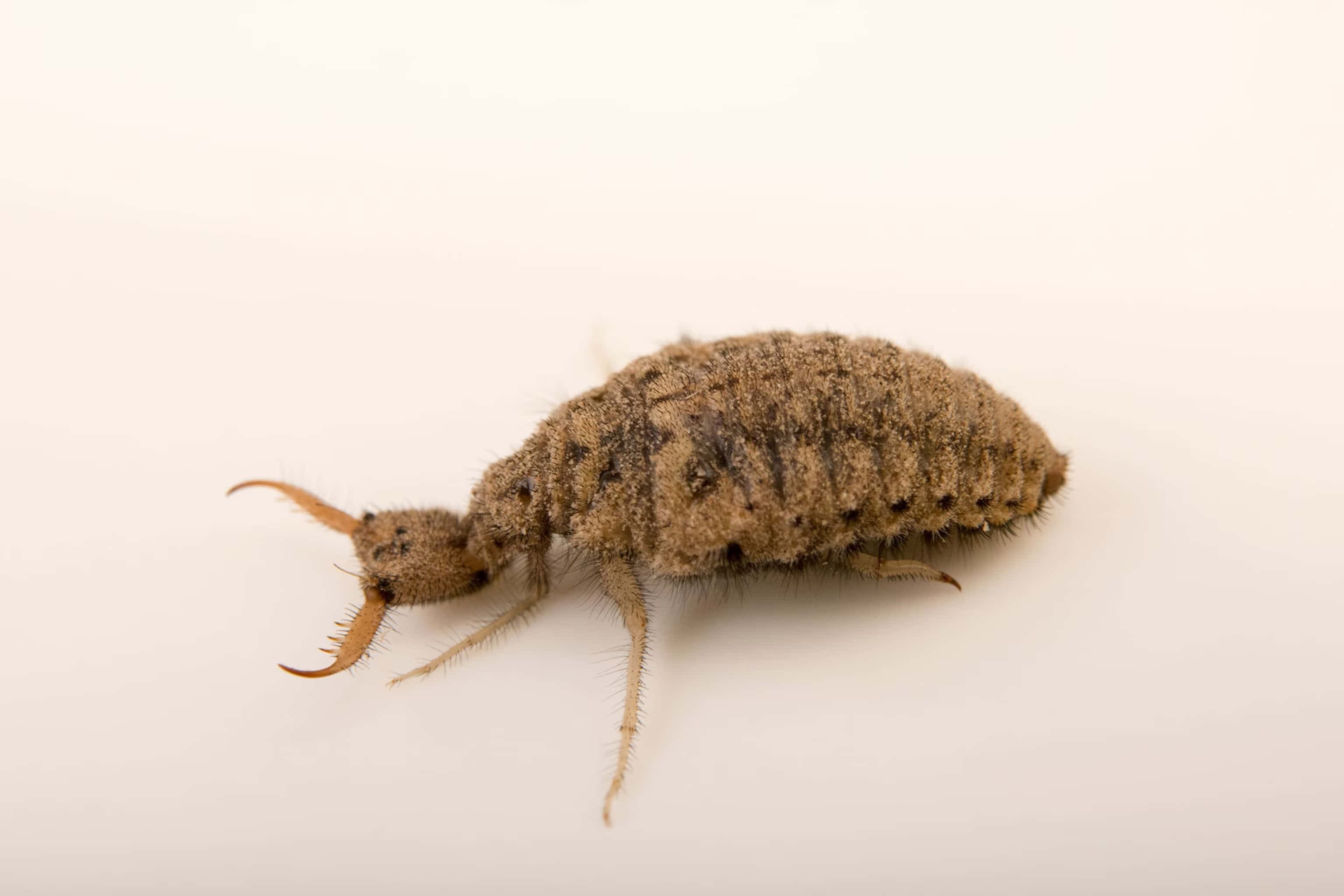The Antlion