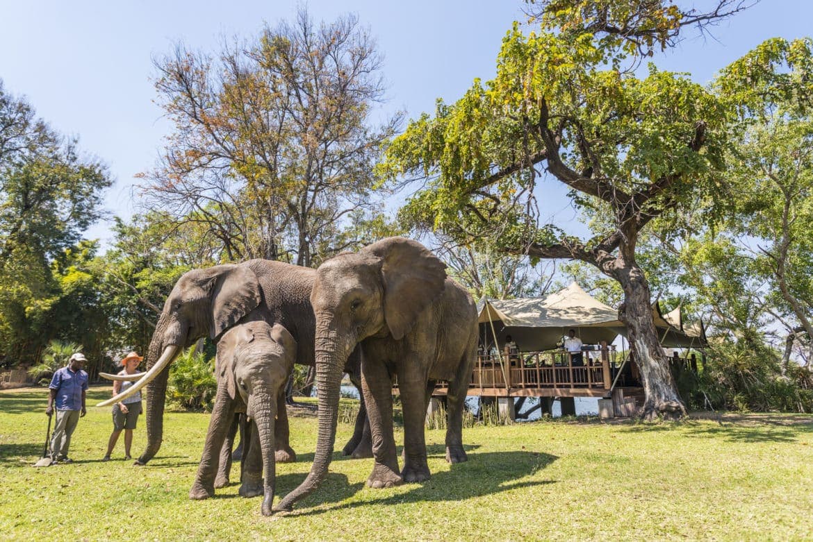 The Elephant Café