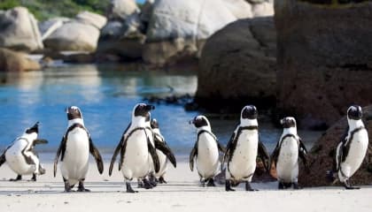 Cape Peninsula Landscapes