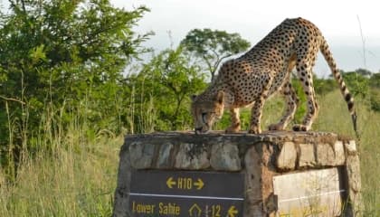 Kruger Safari Days