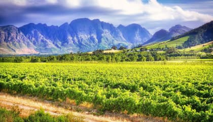 Cape Winelands Tasting Experience