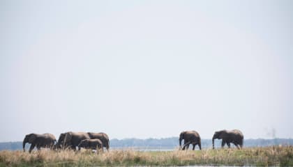 Kruger Big Five Safari