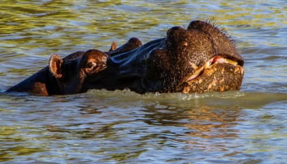 Okavango Delta Wilderness