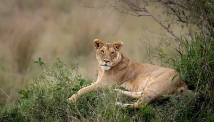 Private Safari Encounters