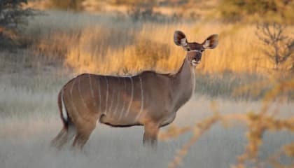 Private Safari Stay