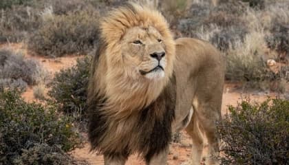 Big Five Game Drives