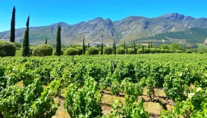 Winelands Discovery Journey