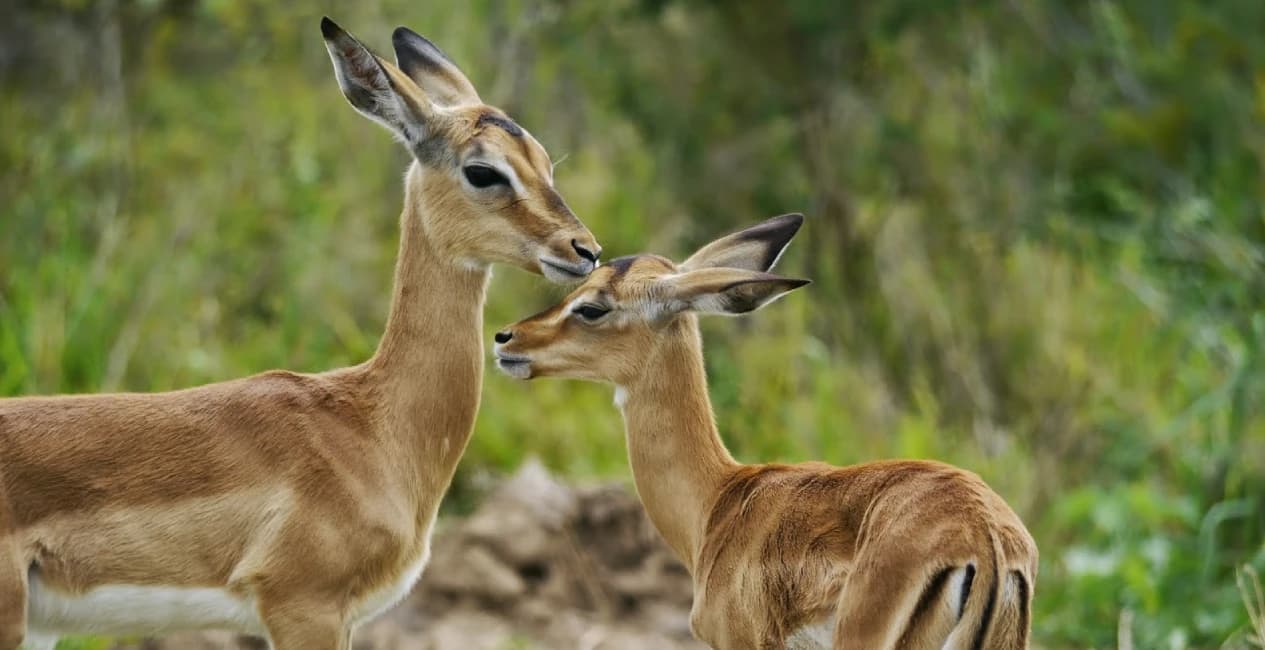 Africa’s most iconic reserve delivers wildlife encounters across unfenced wilderness.