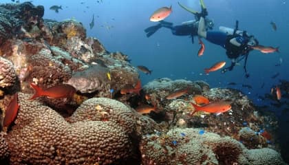 Snorkeling And Diving