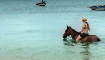 Island Picnics and Ocean Safaris