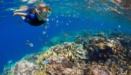 Snorkelling And Reef Exploration