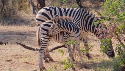 Zambezi Wilderness Encounters