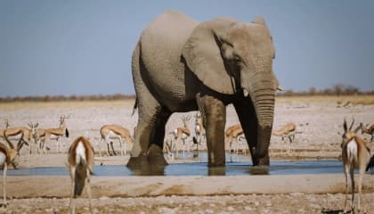 Etosha Game Drive Focus Experience