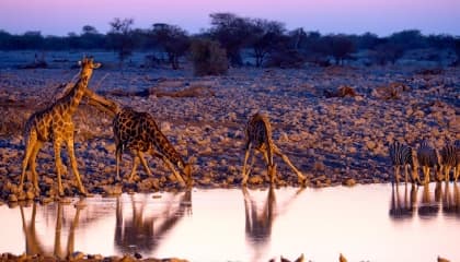 Etosha waterholes and predator chances
