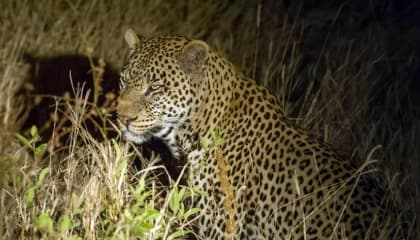 Night Game Drive Adventures