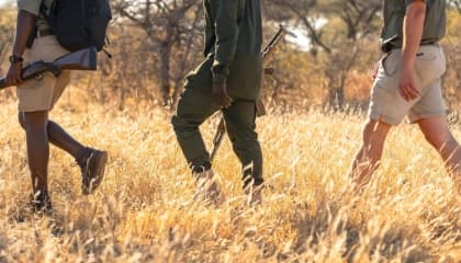 Guided Bush Walk Experiences