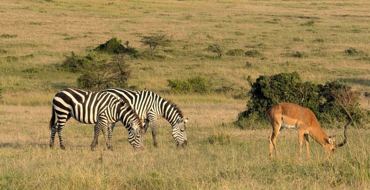 Serengeti Savannah to Seashore