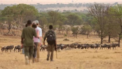 Serengeti Drives, Walks, Sundowners