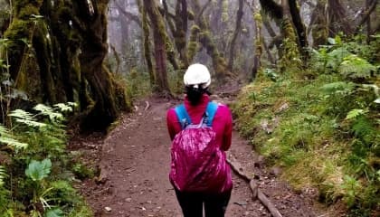 Rainforest Wildlife Spotting Walks