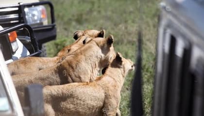 Day And Night Game Drives