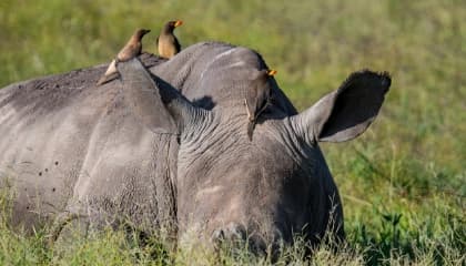Conservation Learning Experiences