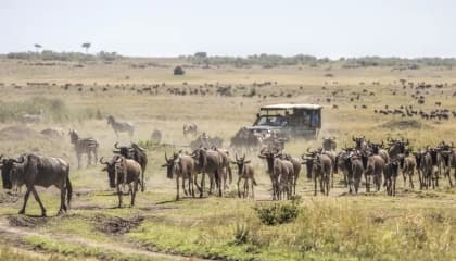 Masai Mara Game Viewing